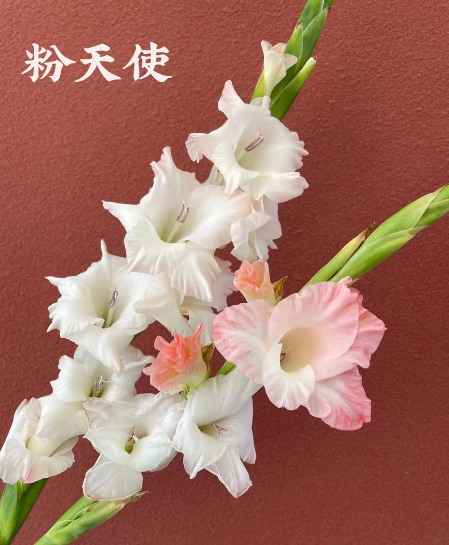 粉天使剑兰5支/10支  批发花店   基地直发  家养水养