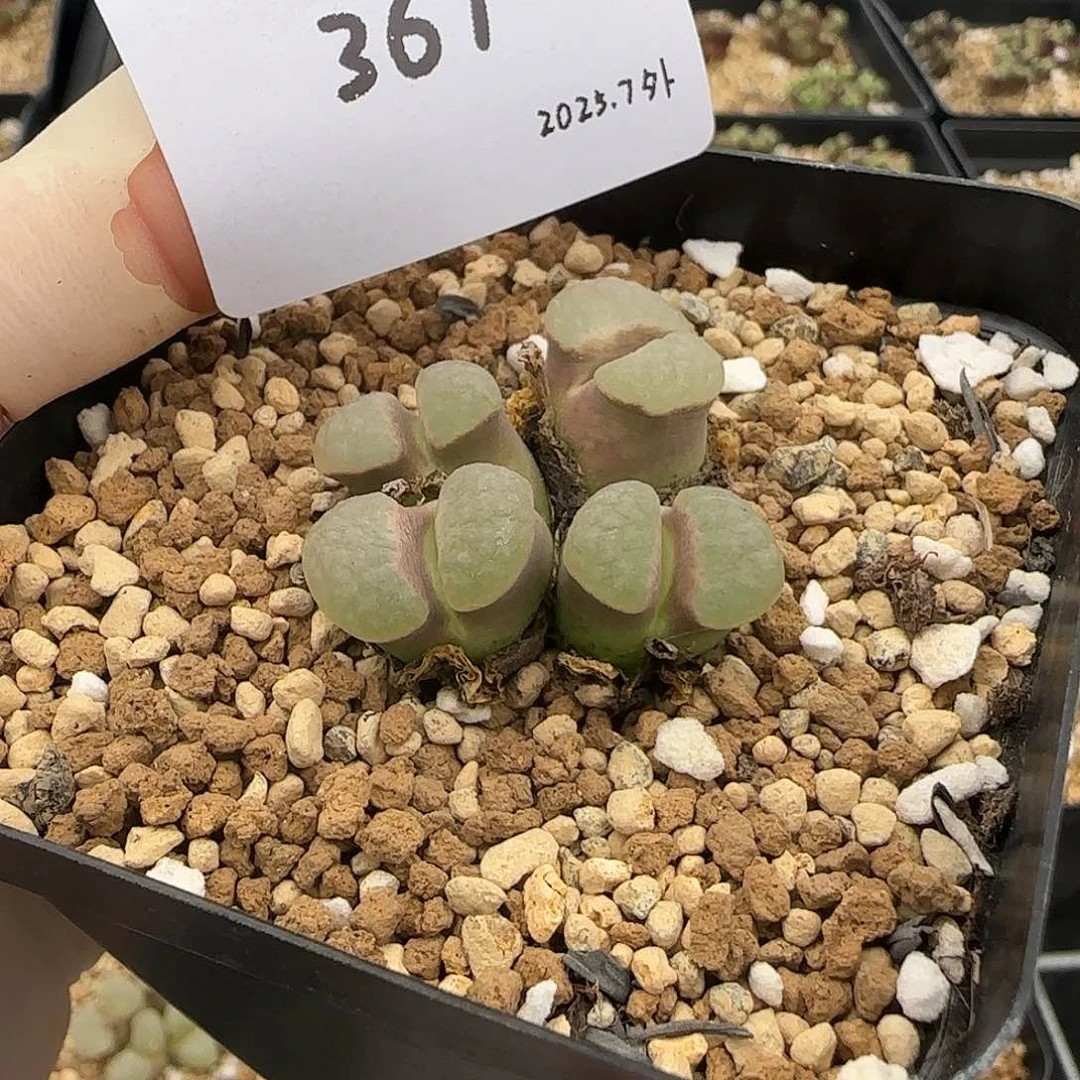 丁***加多肉多肉多肉7-367