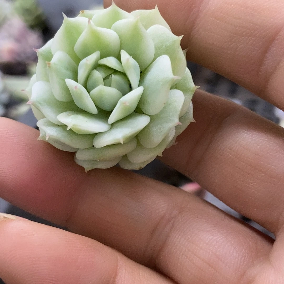 250静夜覆轮锦炸多肉植物哇啦塞