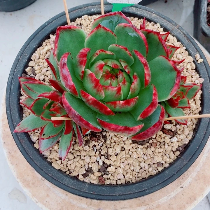 惊鸿仙子多肉植物A32