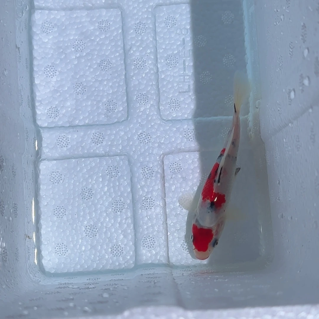 海水鱼锦鲤鱼观赏鱼 一物一拍