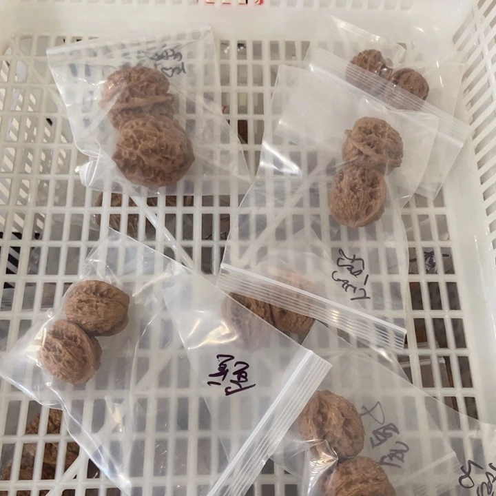 吊坠文玩核桃金豆子瑕疵
