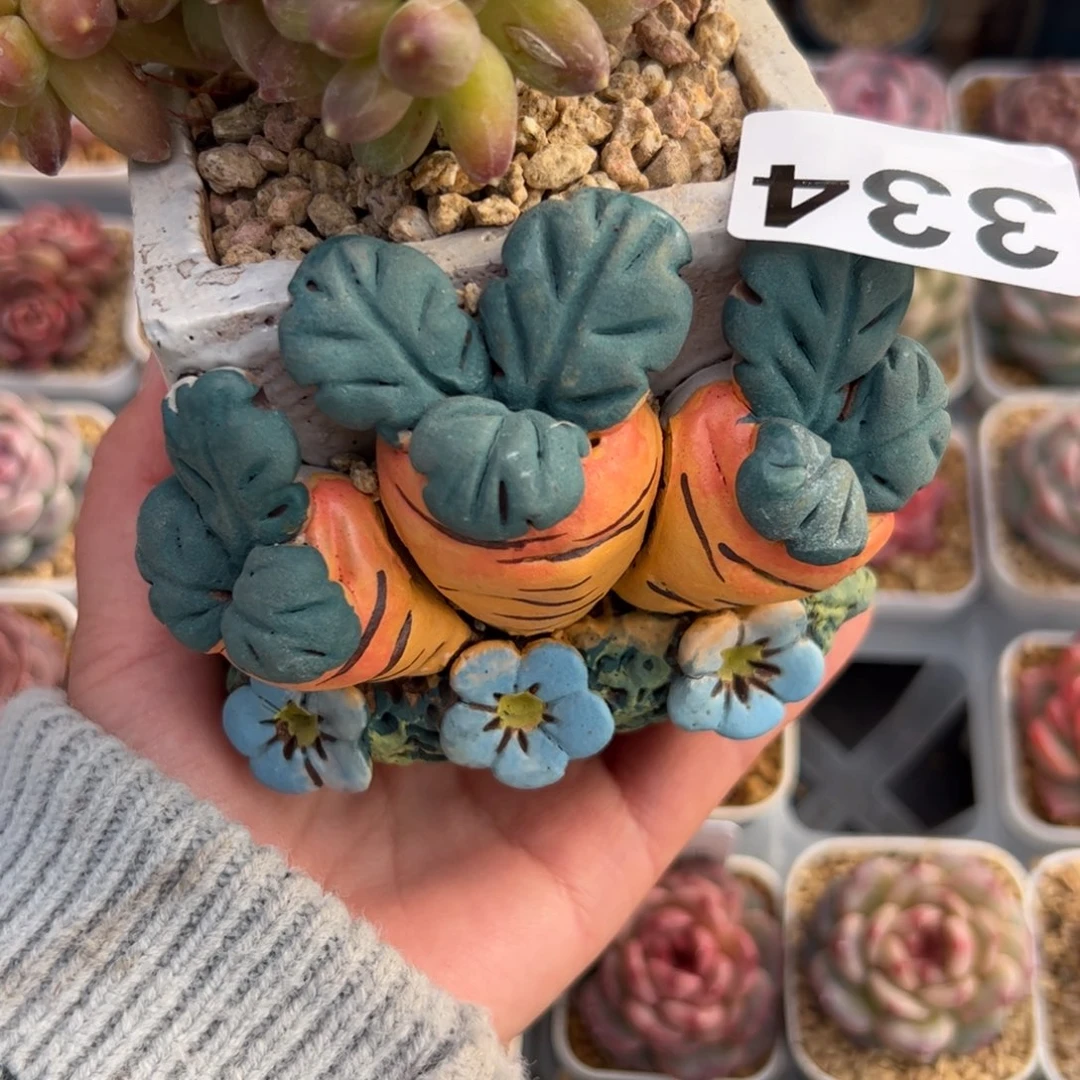 狮****334 多肉植物组合盆栽