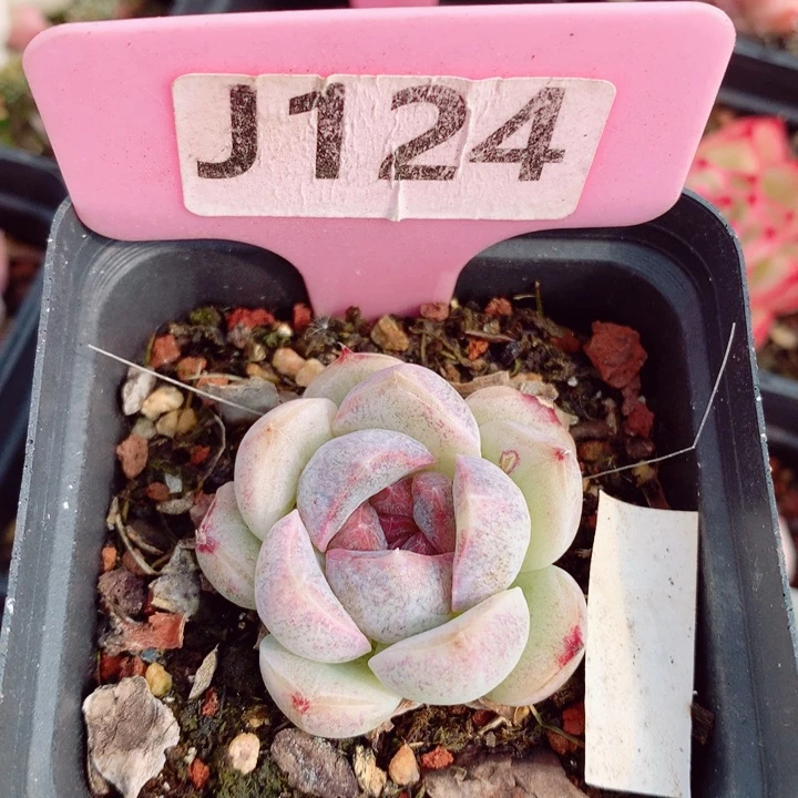 新年福利多肉4cm