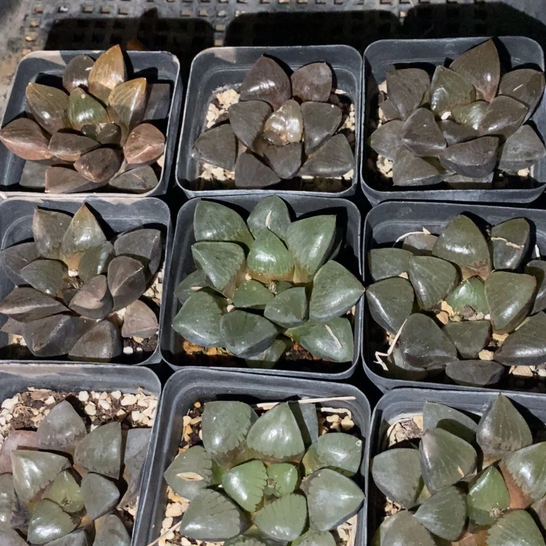 704 十二卷一颗大日月潭