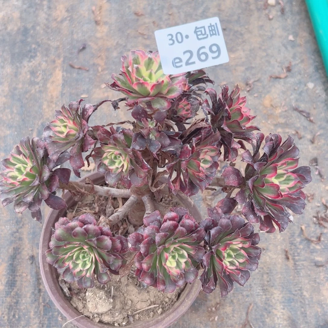 269 处理维纳斯多肉法师