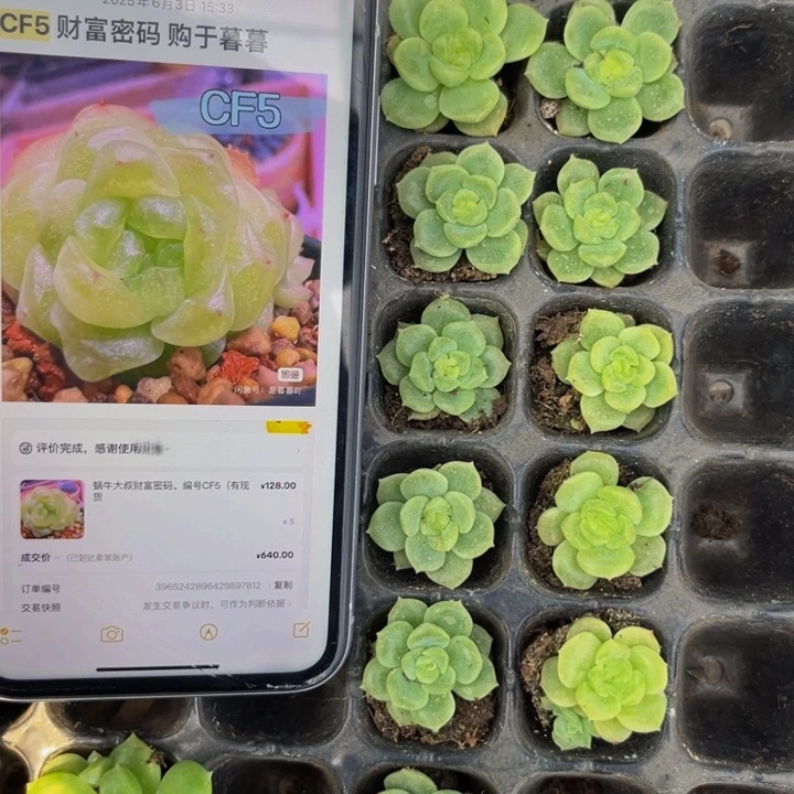 cf5 财富密码，满16元包邮