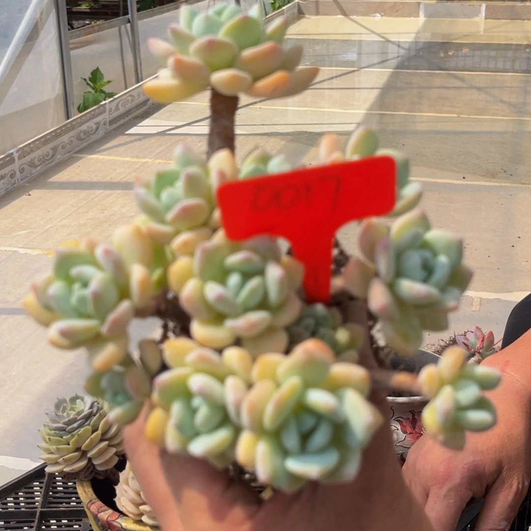 0017号下午多肉植物群生多肉