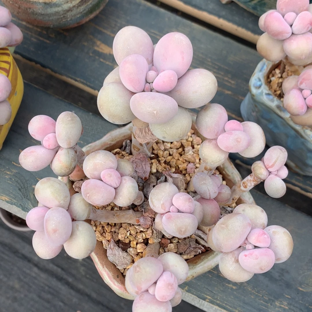 桃蛋老桩无砍一物一拍