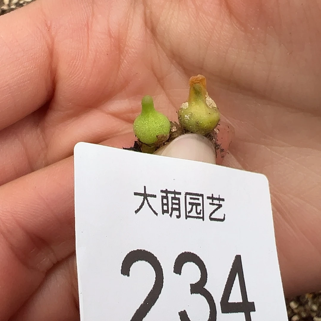 0000234量拍小葫芦2颗小体型