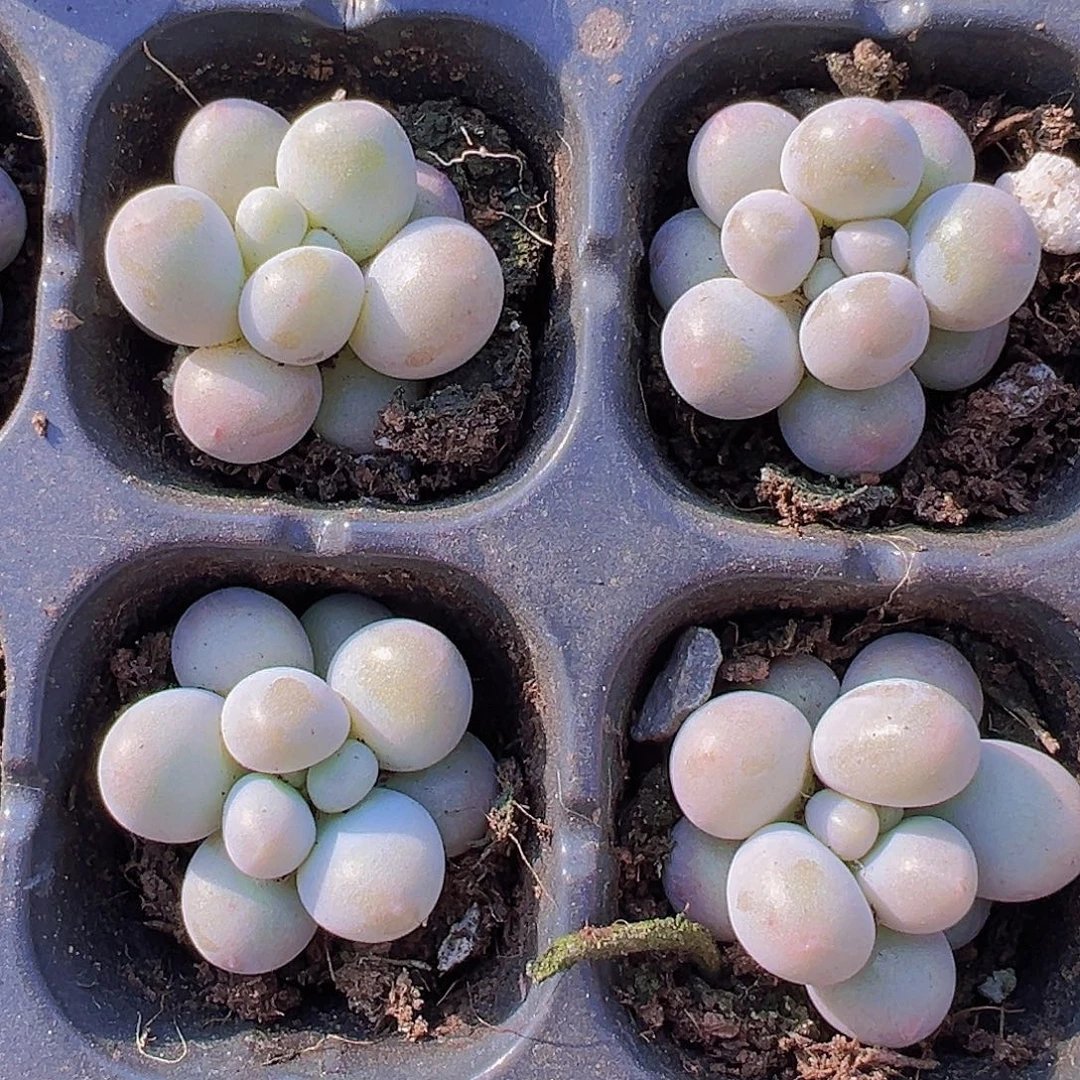 穴盘汤圆5颗19包邮