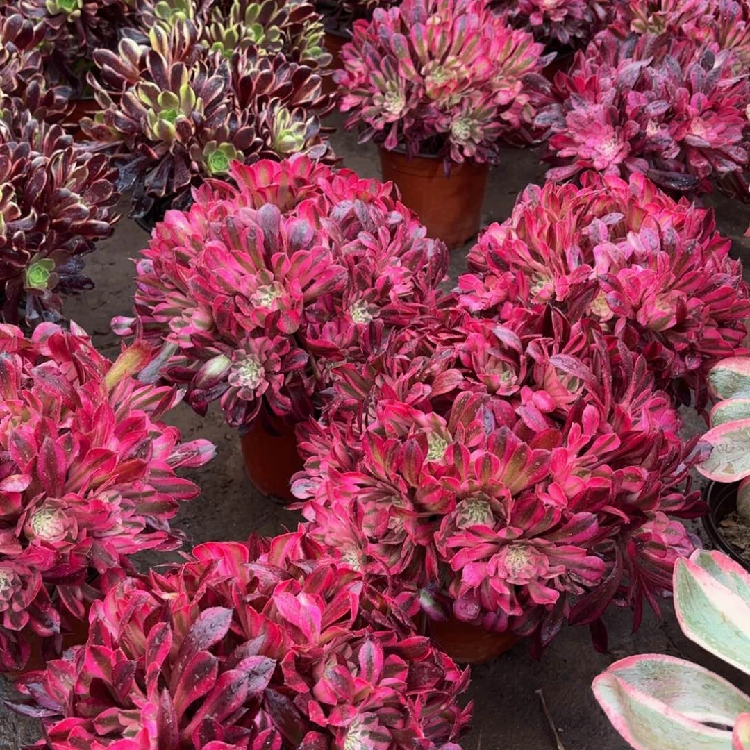 红铜壶超白9.9法师多肉