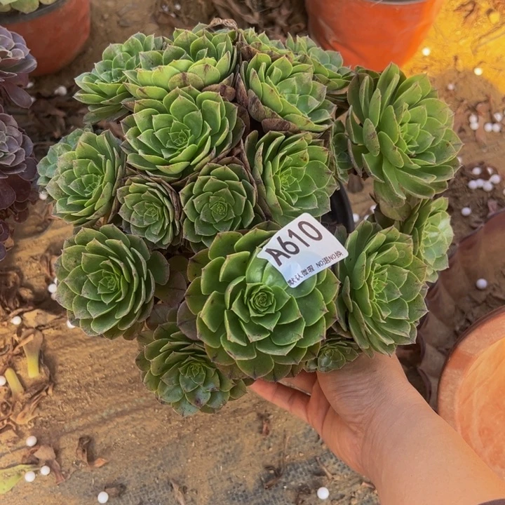 万拉丝多肉植物610.