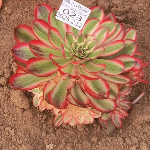 2.12-23倾城多肉植物