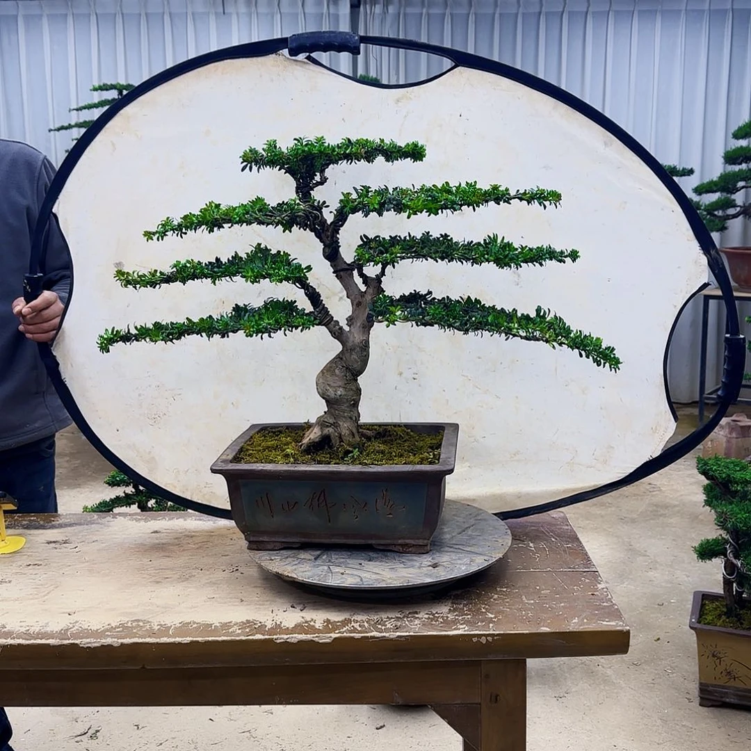 无花朵00000000000000