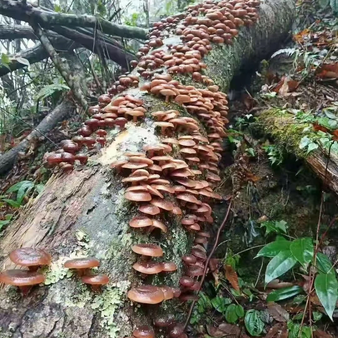 深山老林山香菇干货椴木香菇