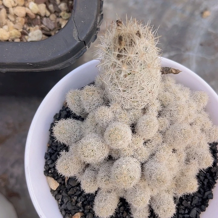 仙人球2408多肉植物
