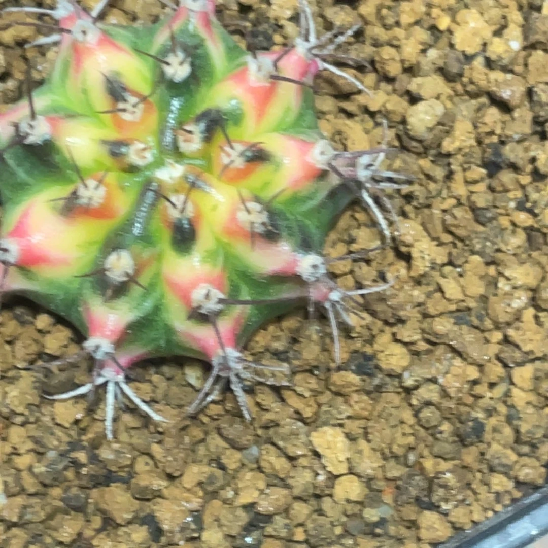 当前无花朵，栽培后可花朵黄凤凰