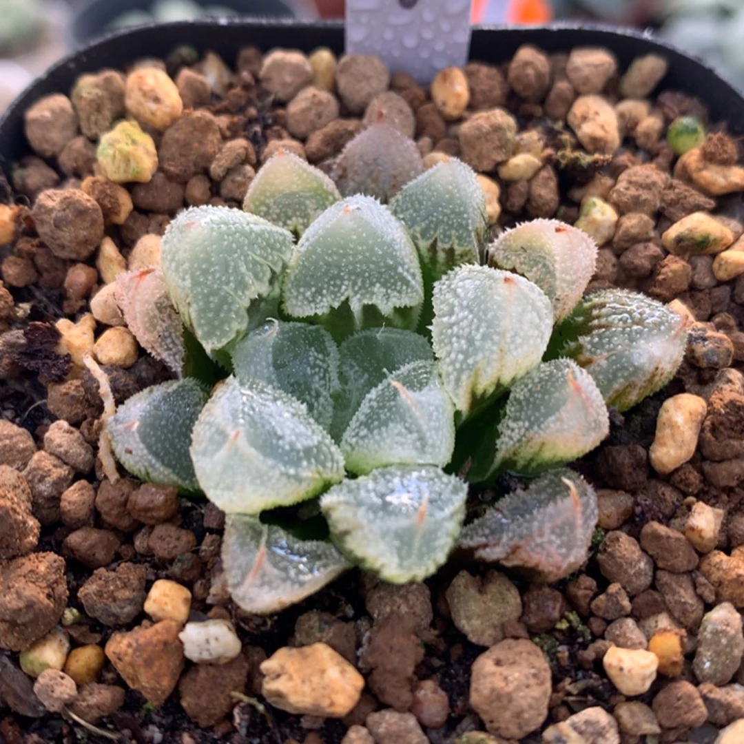 全窗白帝城，带盆一起