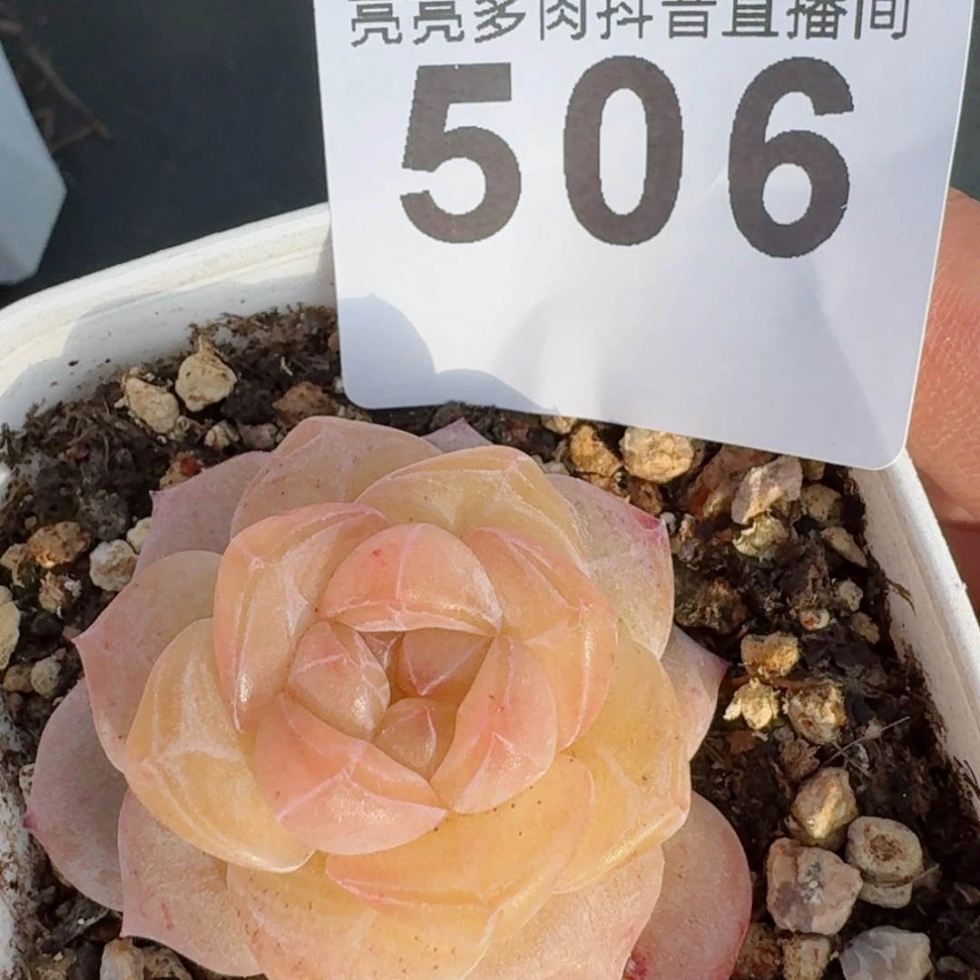 糯冰魄         精品多肉