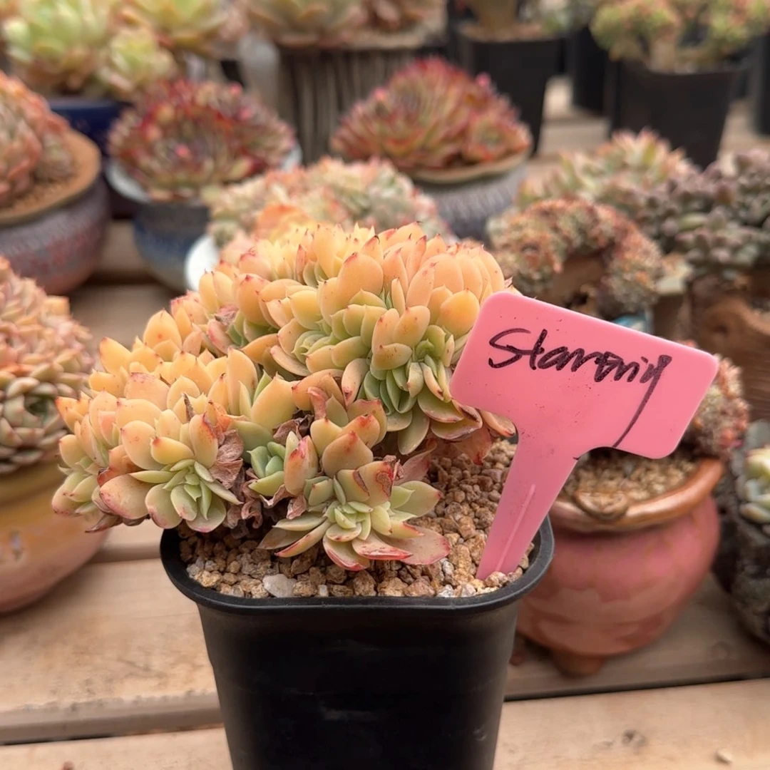 丝绸面纱多肉先生五十包邮