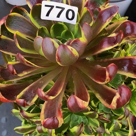 哦佳丽770脱土发货