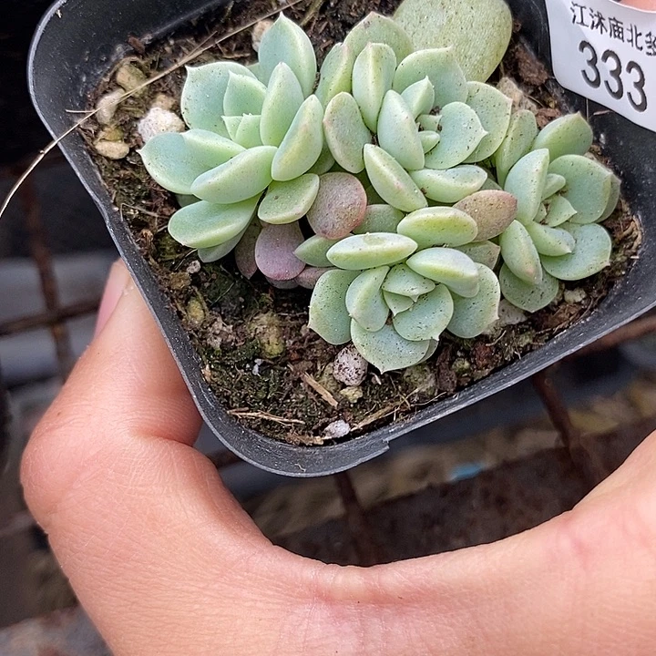 标333粉甜心t9四头一个