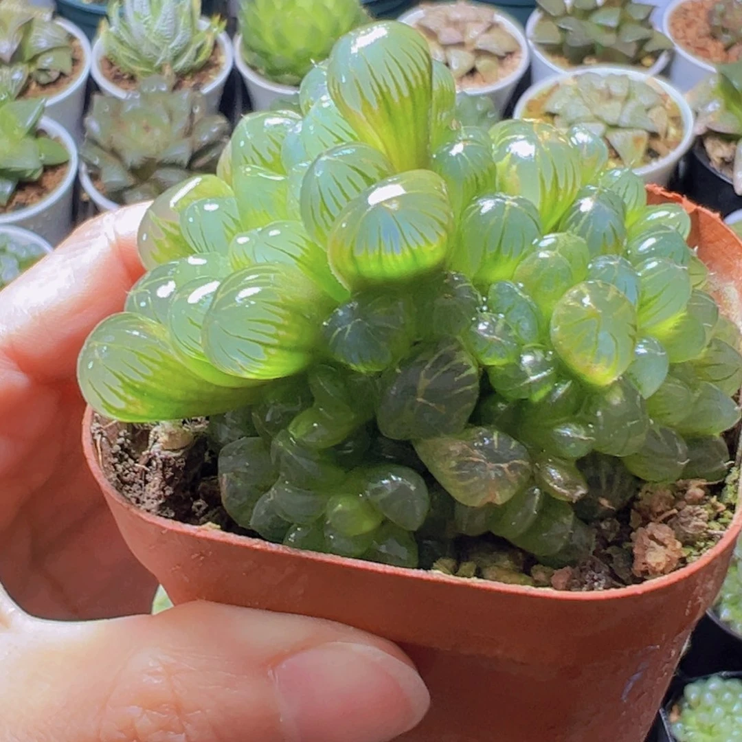 彩虹孙灯玉露多肉多肉