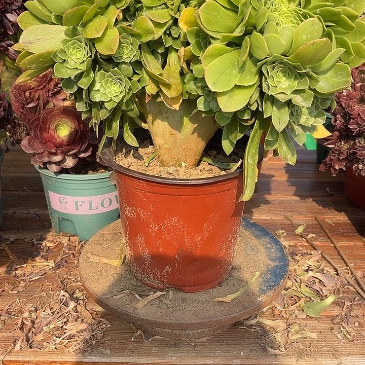 710绿玫瑰缀包邮