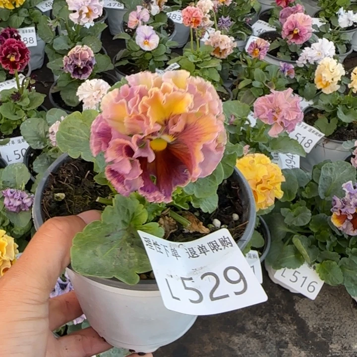 无花朵L529小苗默认苗晃零下5勿拍