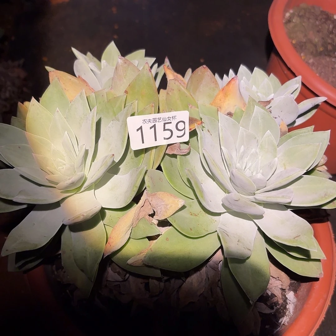 雨***相3代杂交仙女杯多肉。