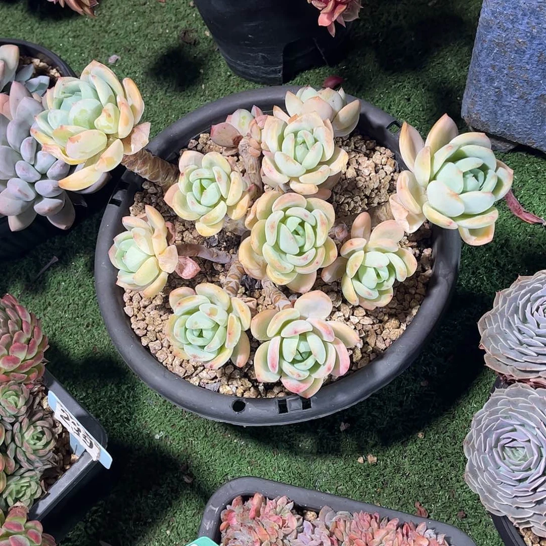 菲***儿柚子茶多肉植物保护198