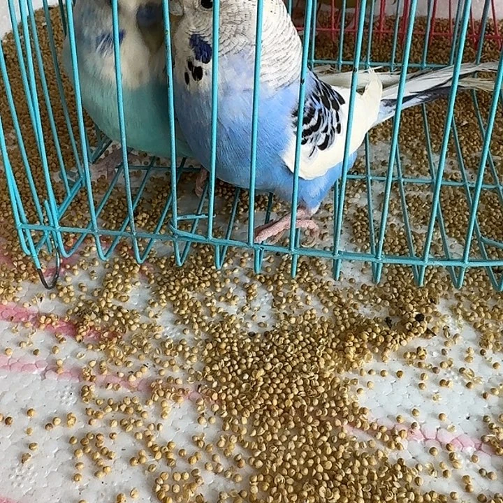 虎皮鹦鹉大头在线