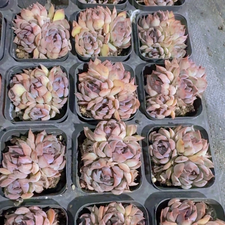 精品暗冰多肉植物