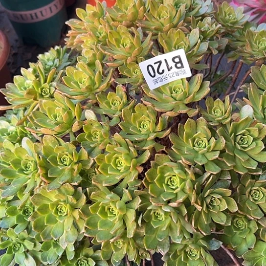 用****2多肉植物一个