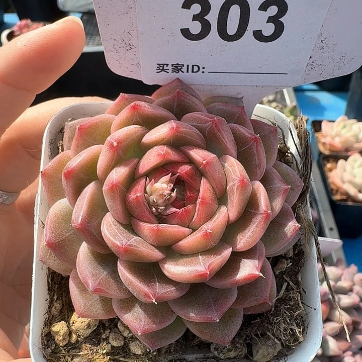 杂交多肉植物303