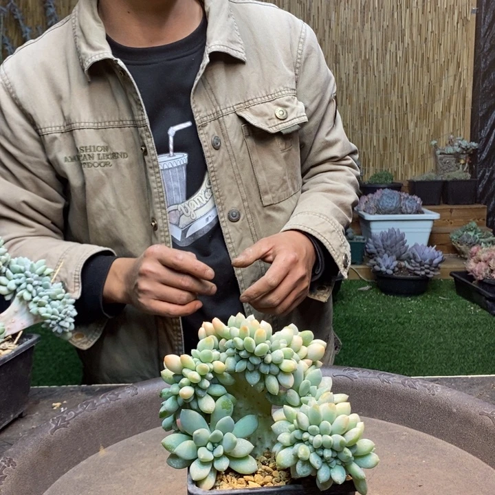 Y***N259号奶糖多肉植物