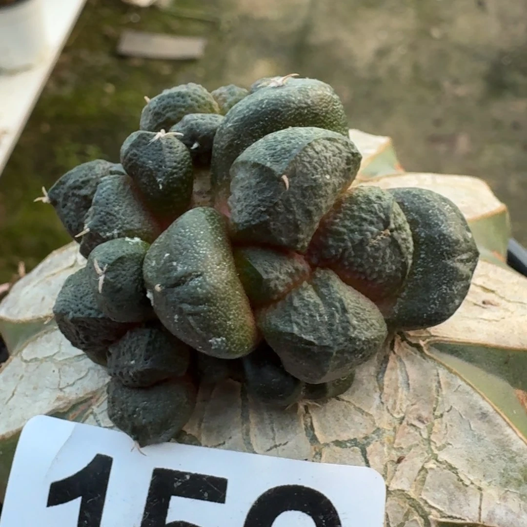 【闪购商品】群头苗接连山159