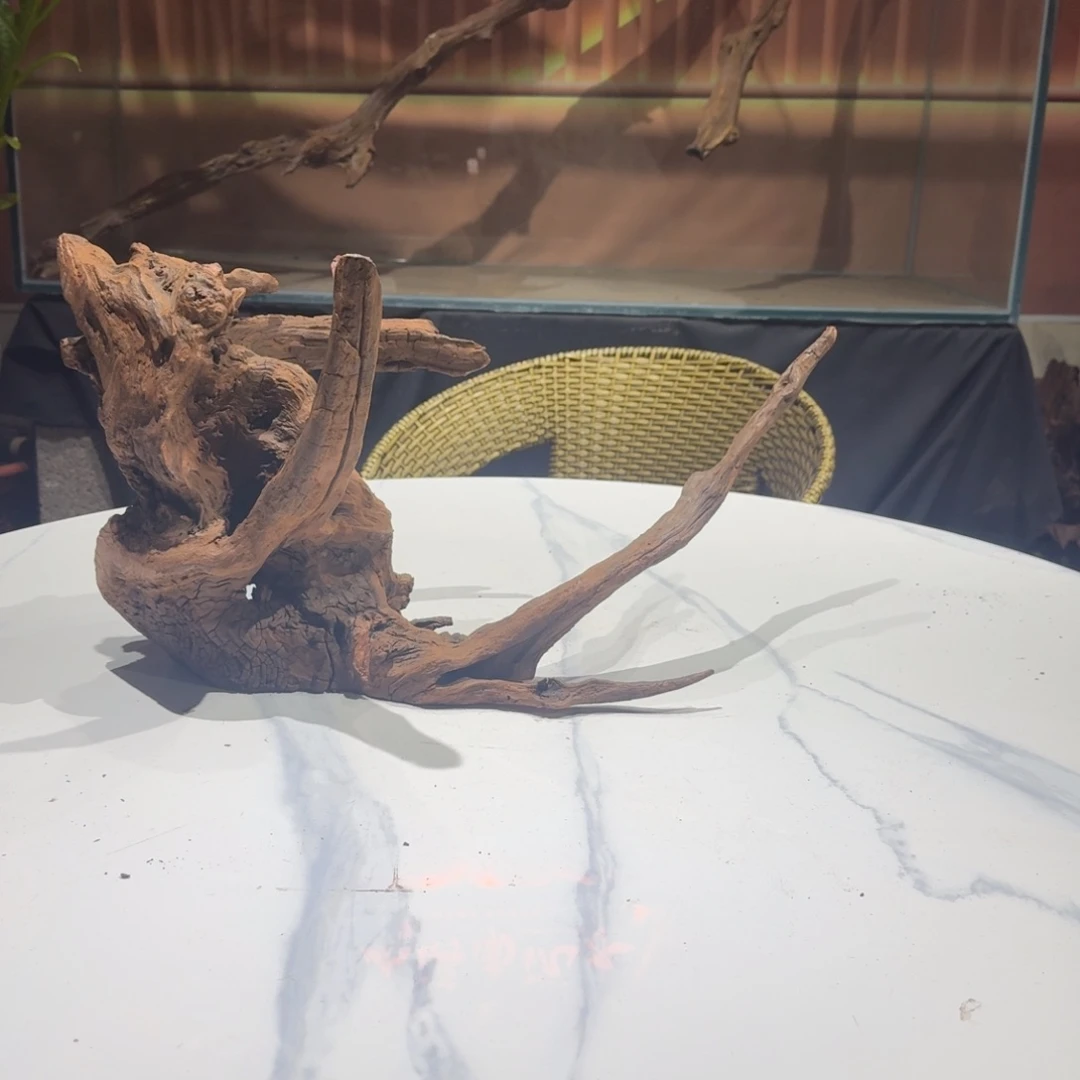 小***儿香榧木一物一拍鱼缸造景