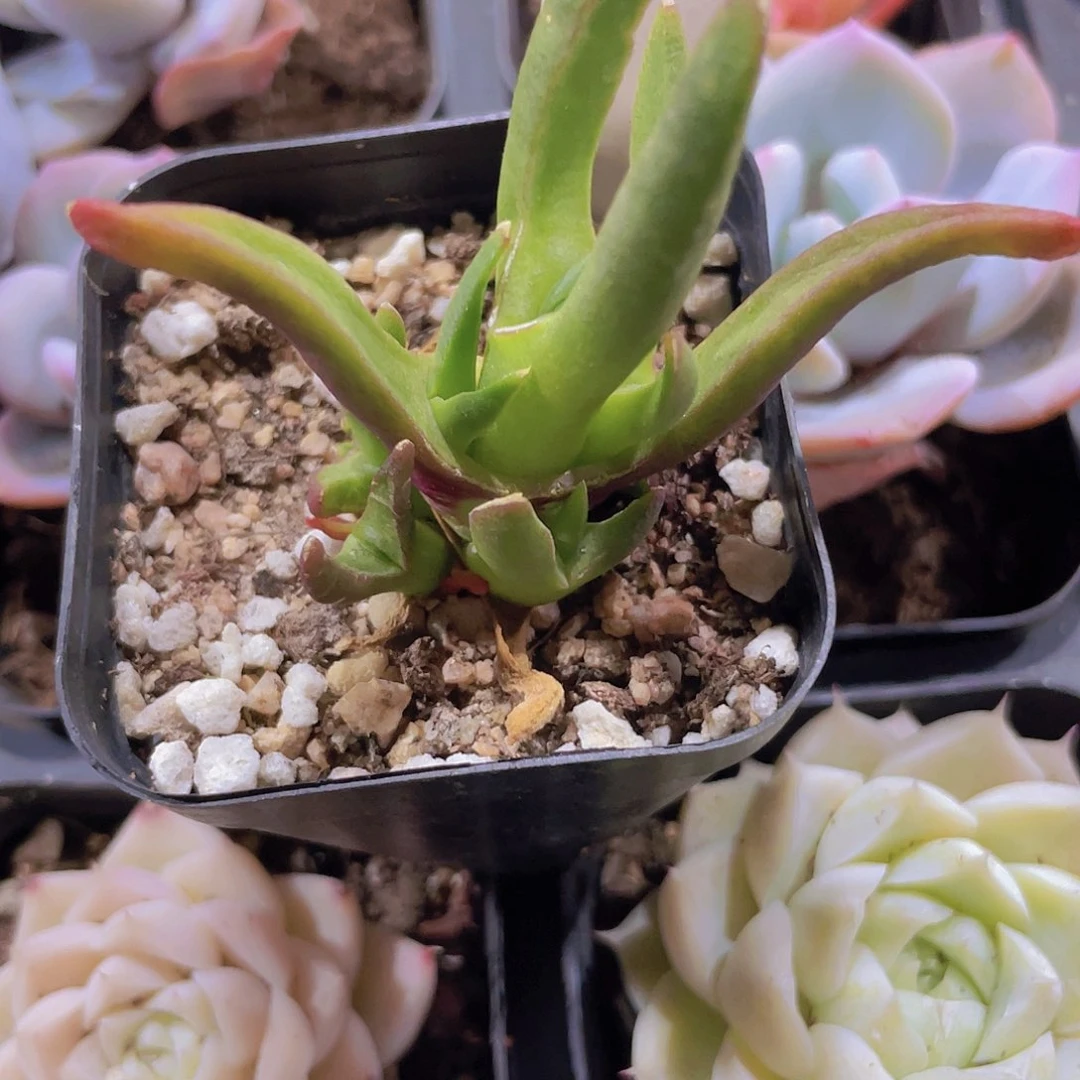 新妖w081一物一拍