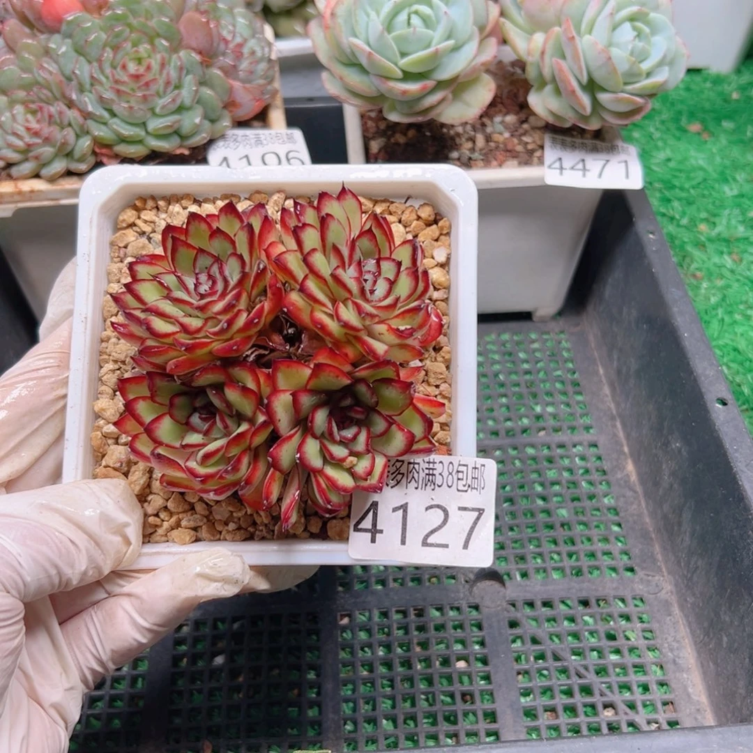 无花朵多肉一物一拍植物4127