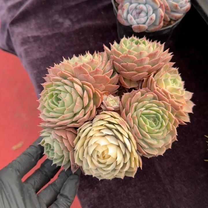 14厘米左右一物一拍的