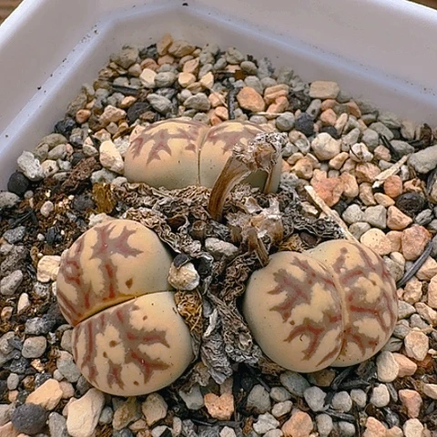 1690丽虹群生带盆发货