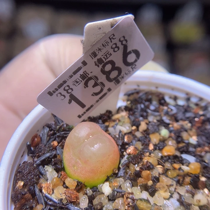 酒****?zzz精品生石花1386