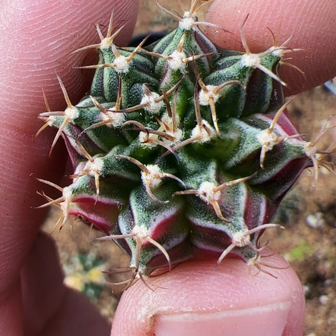 当前无花栽培后可以开花227