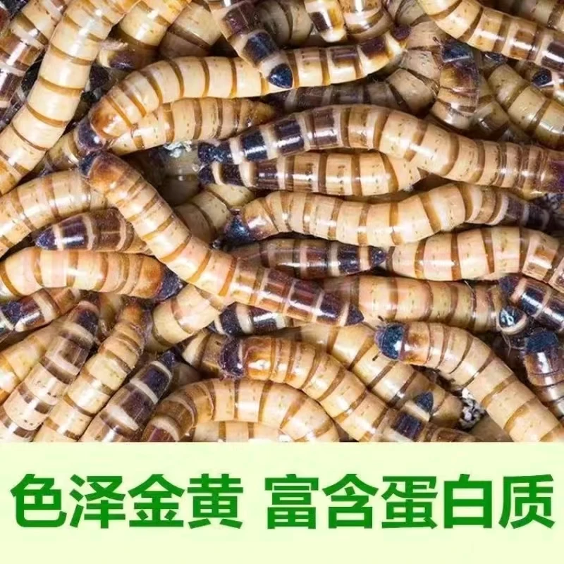 大麦虫金龙鱼八哥乌龟仓鼠鸟食爬宠物饲料新鲜观赏鱼鸟食