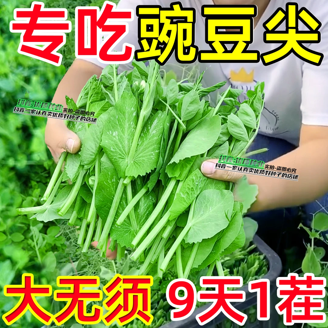 正宗大胖无须豌豆苗种子四季易种适合阳台盆栽的芽苗菜蔬菜种子