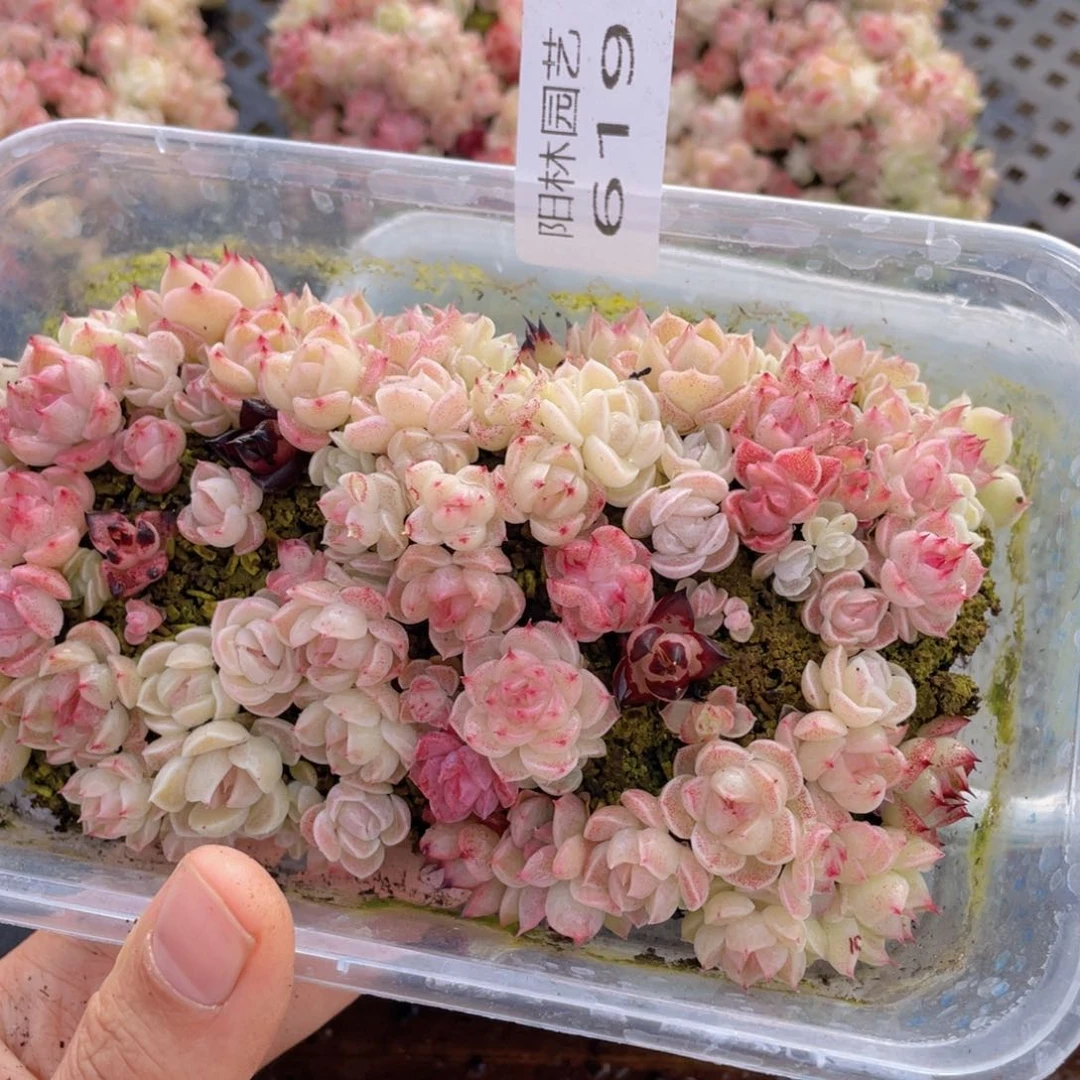 多肉植物多肉植物619