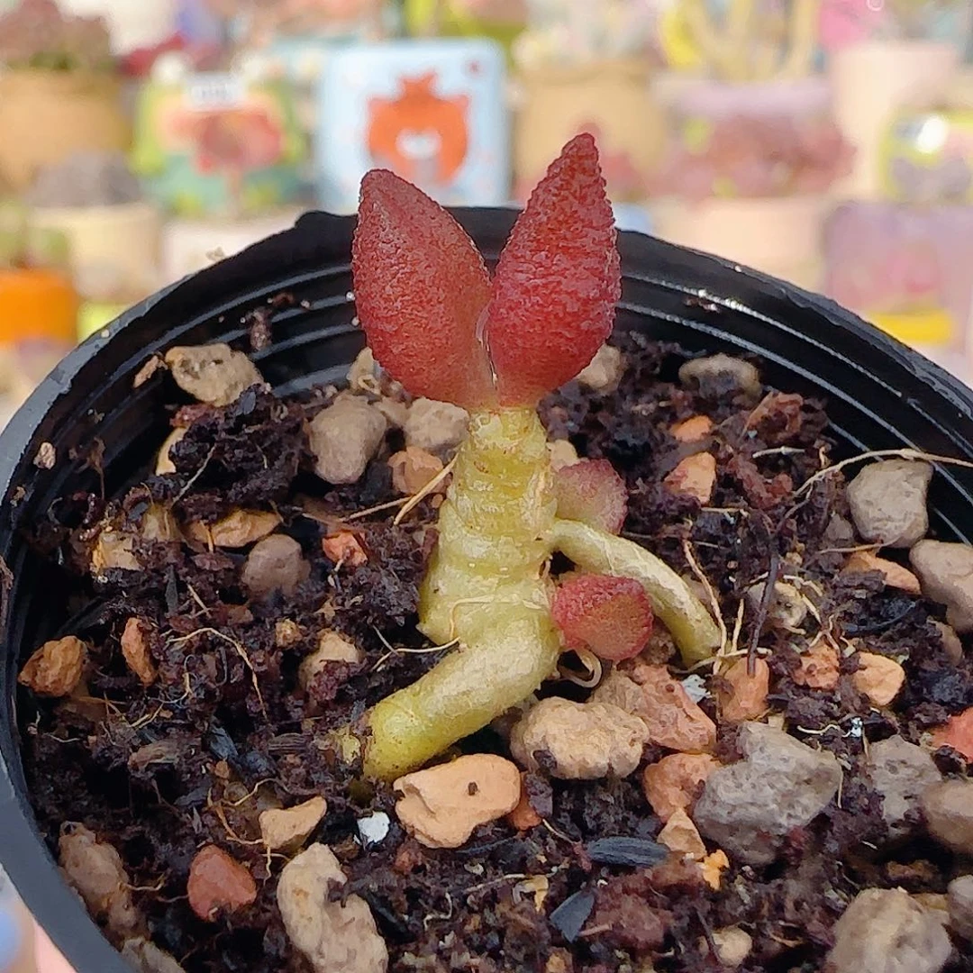 小红嘴 盆口2.5cm