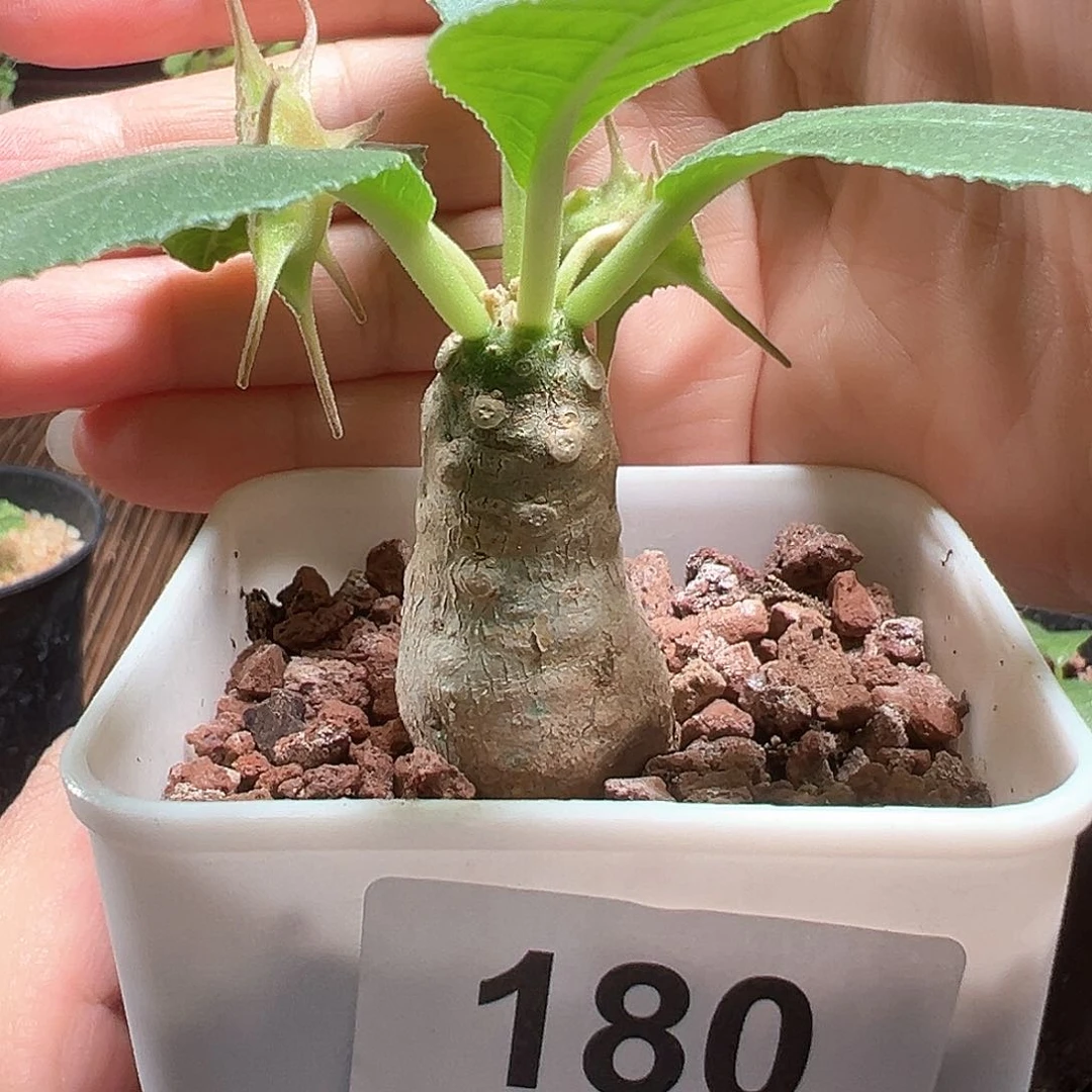 索马里白皮琉桑带盆